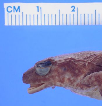 Media type: image; Herpetology A-9324